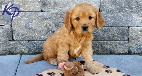 There is hardly any complication in its breeding. Golden Retriever - Petite Puppies For Sale | Puppy ...
