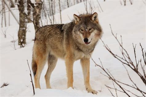 The Return Of The Wolf In Scandinavia Five Wolfs Observed In Denmark