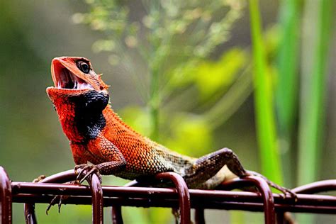 30 Beautiful Exotic Animals You Have To See Nature Babamail