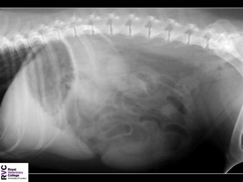 Lateral Abdomen Dog Radiograph