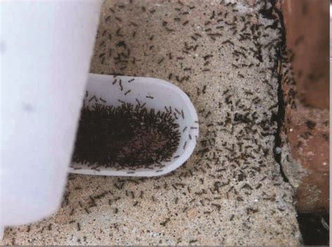 Little Black Ants How To Get Rid Of Small Tiny Black Ants
