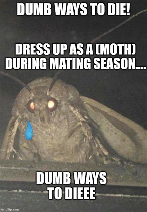 Moth Imgflip