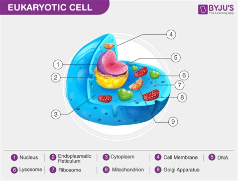 5 Summarize The Eukaryotic Cell Components In The Tabular Format In
