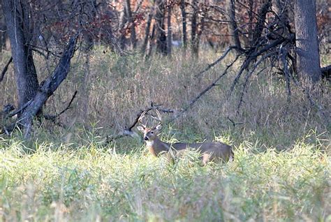 Deer Kill Down 25 For Nine Day Gun Hunting Season In Wisconsin