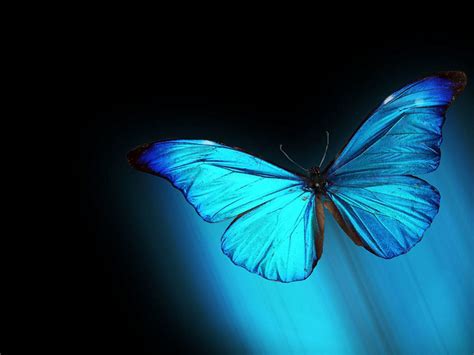 Blue Morpho Butterfly Wallpapers Background Hd
