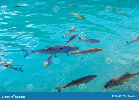 Beautiful Fish In The Turquoise Lake Fantastic Autumn Stock Image