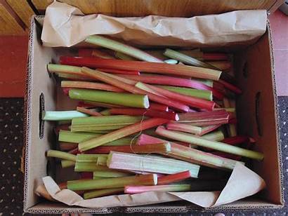 Rhubarb Growing Grow Allotment Guide