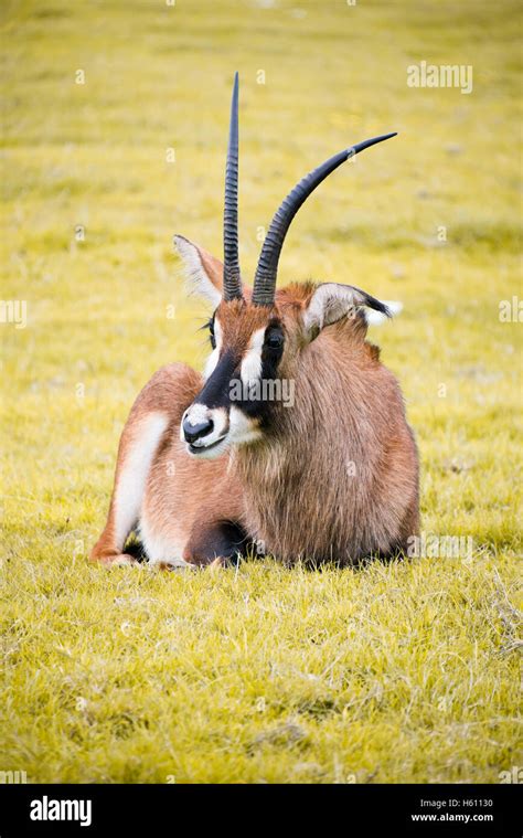 Vertical Close Up Of A Sable Antelope Stock Photo Alamy
