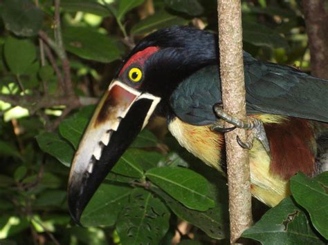 Bird Watching In Costa Rica Guide Travel Tips