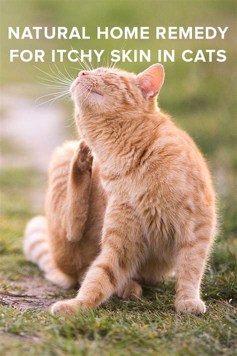 Allergies are common in cats, and they are most often presented through skin problems. Home remedies for cat allergies > MISHKANET.COM