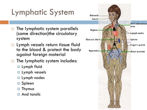 Immune System Flow Diagram