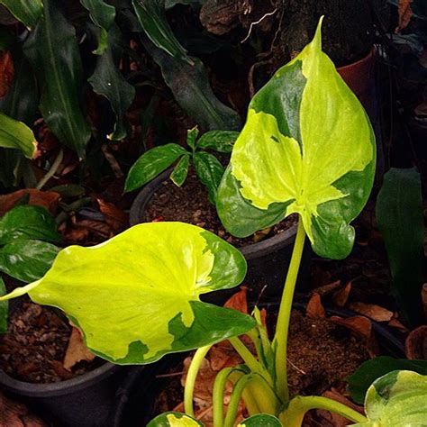 Alocasia Cucullata Variegata Plants Gallery