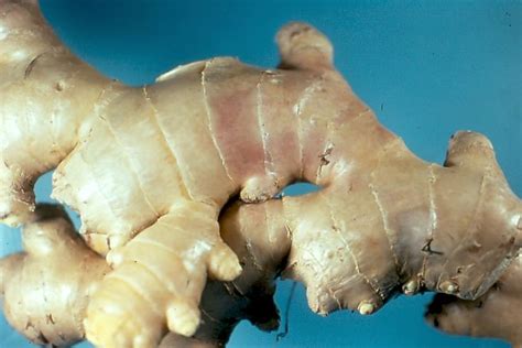 Ginger Diseases And Pests Description Uses Propagation Propagation Growing Ginger Pests