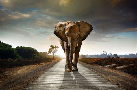 Elephant 4k Wallpapers Top Free Elephant 4k Backgrounds Wallpaperaccess