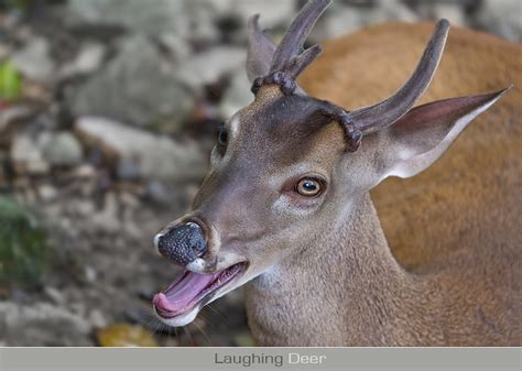 Laughing Deer Gabriel Lascu Flickr