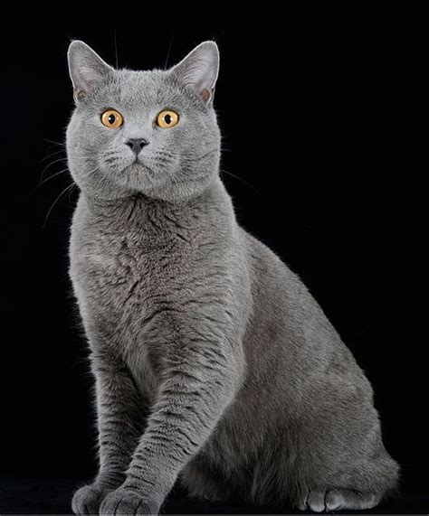 The Chartreux Is A Rare Breed Of Domestic Cat From France And Is