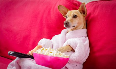 Can Dogs Eat Popcorn It Depends Az Animals