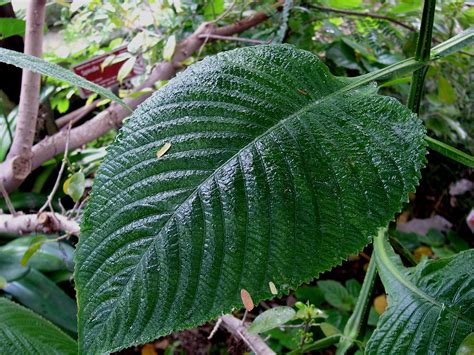 Rainforest Leaf Photo Cliff Hutson Photos At
