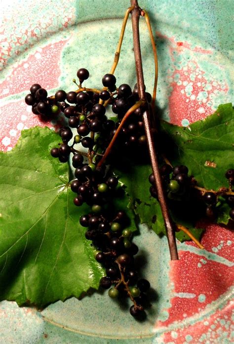 Possum Grapes Mississippi Sideboard Food Places Places To Eat Diet