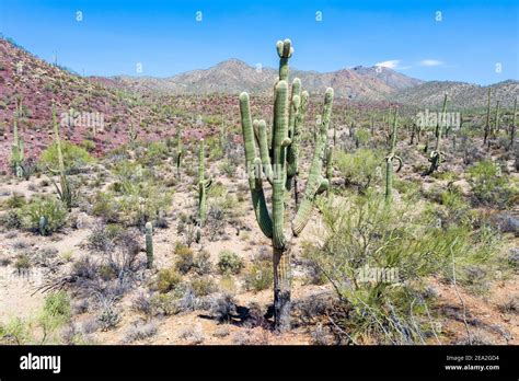 Saguaro Cactus Tucson Mountain Park Tuscon Az Usa Stock Photo Alamy