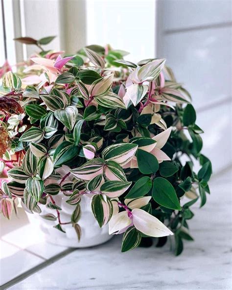 Tradescantiatricolor Beautiful Pink White And Green Plant