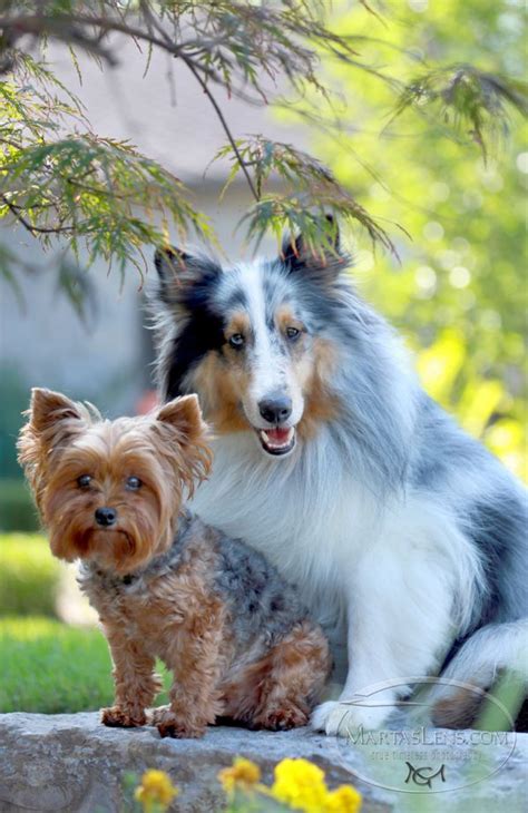 Sheltie Protects His Little Yorkie Brother Yorkie Sheltie