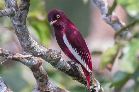 Top 10 aves más increíbles y extrañas que son únicas en el mundo por su exotismo que no sabias que existían y habitan en el planeta tierra.suscríbete a top. beaderjo: AVES EXÓTICAS - MARAVILHOSA CRIAÇÃO