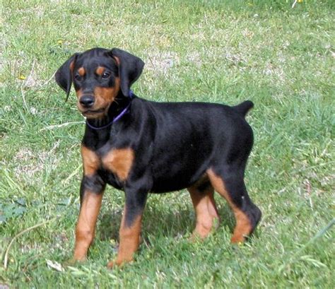 Check out our doberman puppy selection for the very best in unique or custom, handmade pieces from our shops. black doberman puppy | Dobermans | Pinterest | Black ...