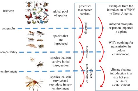 A Conceptual Diagram Of The Barriers To Biological Invasions And Eids