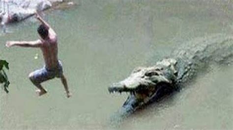 10 Deadliest Aquatic Predators In The World With Images Dangerous