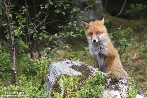 Vulpes Vulpes Volpe Red Fox Renard Roux Juzaphoto