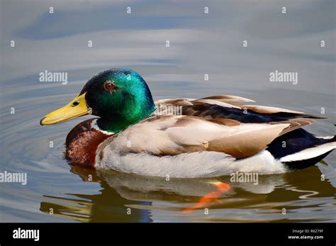 A Male Mallard Duck Latin Name Anas Platyrhynchos Swimming Stock Photo
