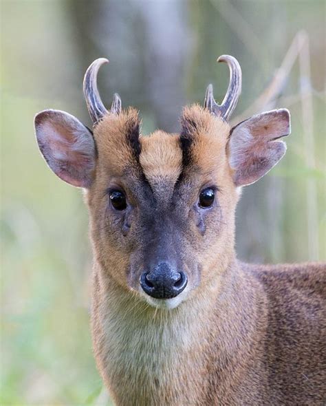 57 Best Deer Muntiacini Tribe Images On Pinterest Deer