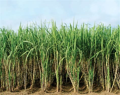 Raw Cane Juice Sugarcane Juice Sugar Cane Plant Sugarcane