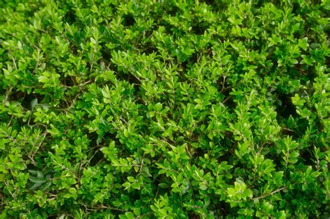 Rest Your Green Thumb With These 10 Low Maintenance Bushes And Shrubs