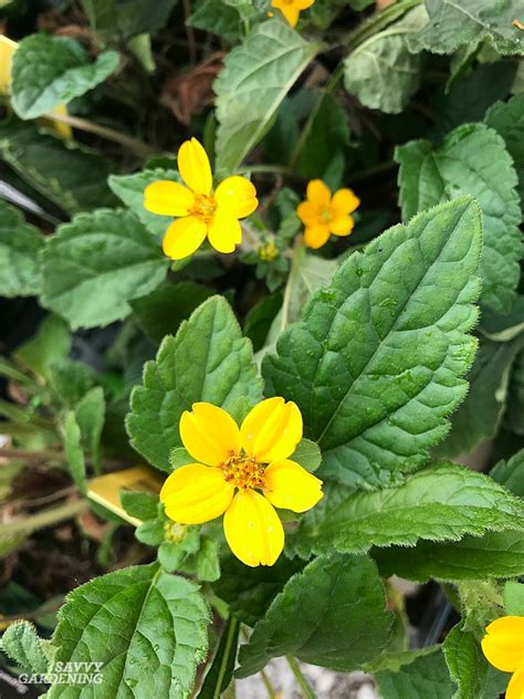 Need some landscaping ideas for your shady flower bed, front yard, or backyard? Shade-Loving Perennial Flowers: 15 Beautiful Choices for ...