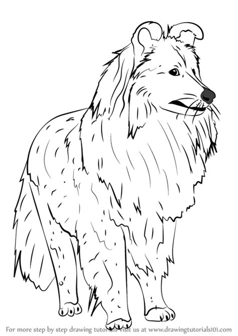 100% free dogs coloring pages. Shetland Sheepdog Coloring Pages Sketch Coloring Page