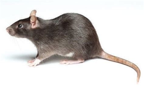 We offer free shipping on all products and personalized advice on any pest control problem. Rat Control: The Best Way To Do It Yourself | Around The Web | Rat control, Mice control, Pest ...