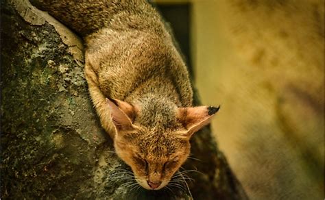 the 15 wild cat species of india worldatlas