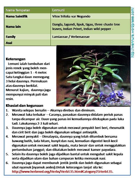 Ayo instal aplikasi snakc video nyah masukan kode yg tercantum di gambar ini. Fuziah Sulaiman blog: Kenali flora edibel : Pokok LEMUNI (Vitex trifolia )