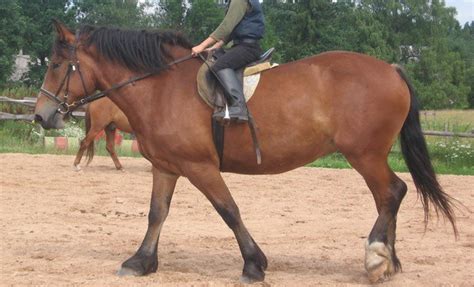 estonian draft horse petmapz  dr katz  veterinarian endorsed pet community