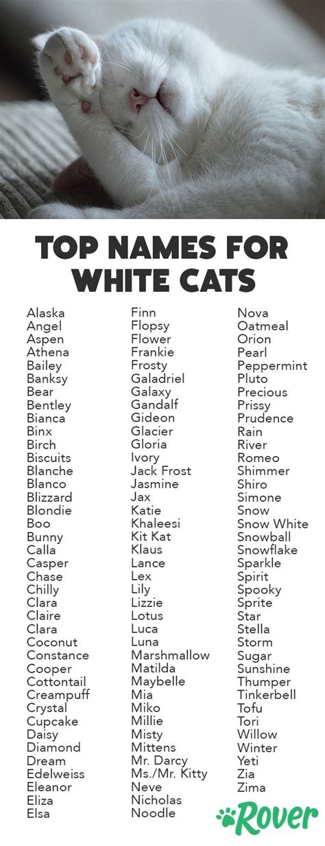 115 Best White Cat Names Girl Cat Names Kitten Names Girl Kitten Names
