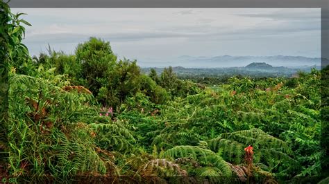 Kategorie:natuur in uganda (af) categoría de wikimedia (es); Uganda Natur - Faszinierendes Uganda Entdeckt Die Perle ...