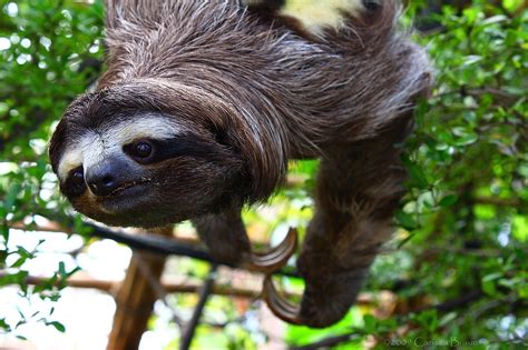 Nature Photography And Facts Brown Throated Three Toed Sloth