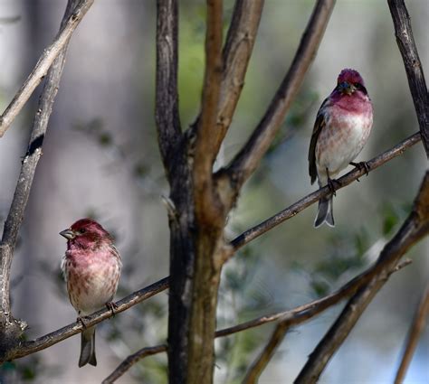 Great Backyard Bird Count — Alabama Audubon