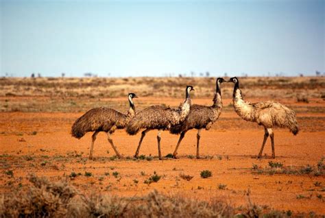 Outback Emus Stock Photo Image Of South Color Photograph 10446586