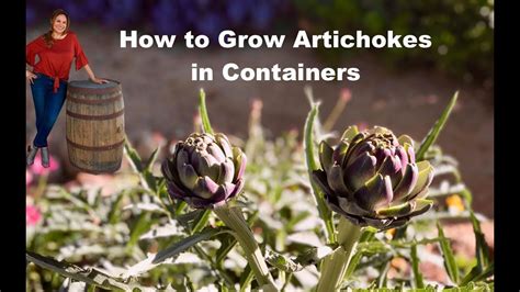 How To Grow Artichoke Plants In Containers Step By Step Growing