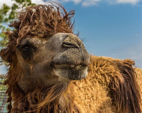 The Bactrian Camel Camelus Bactrianus Is A Large Even Toed Ungulate