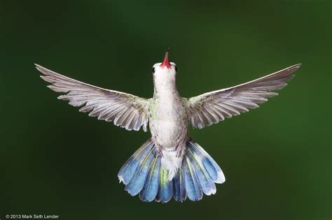 Living On Earth Hummingbirds In The Canyon