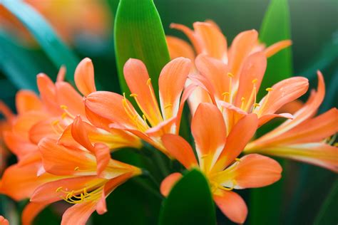 How To Grow And Care For Clivias Better Homes And Gardens